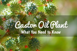 castor-oil-plant-featured image-min