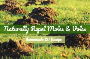 Homemade Castor Oil Vole & Mole Repellent | Castor Oil Guide