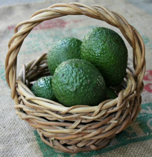 castorolie en avocado-olie fruitmand