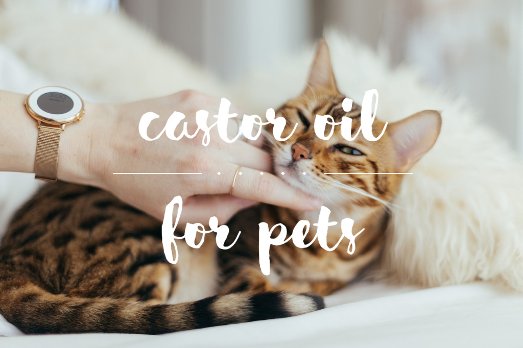 castor oil for your pet | castor oil guide