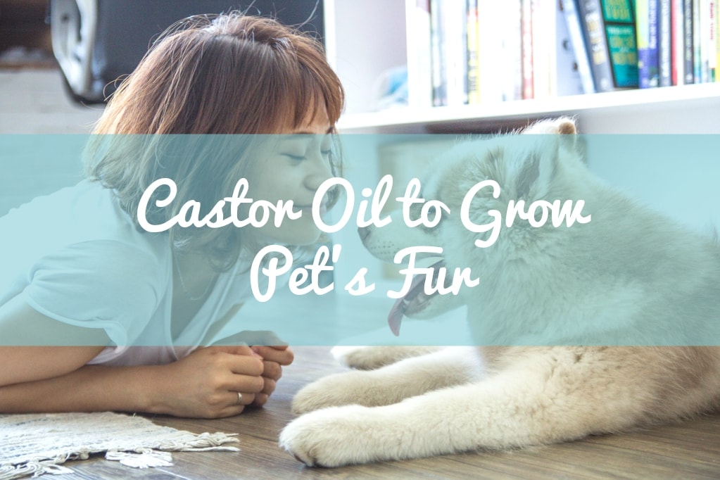 Castor Oil to Grow Pet's Fur | Castor Oil Guide