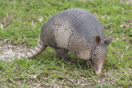what are armadillos