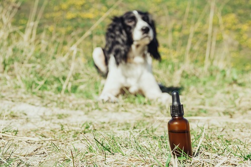 Castor Oil For Dogs | Ultimate Guide 2