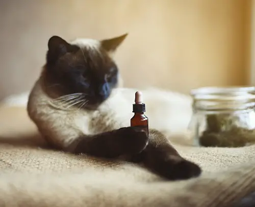 Is Castor Oil Safe for Cats? 2