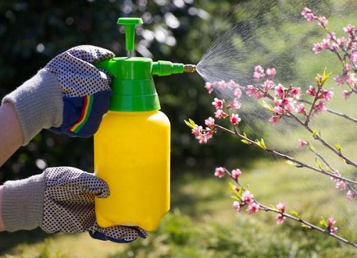 6 Castor Oil Uses for Garden 1