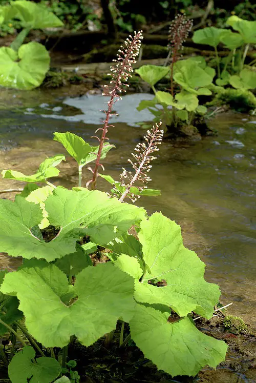 Herbs that Help with Headaches and Migraines 3