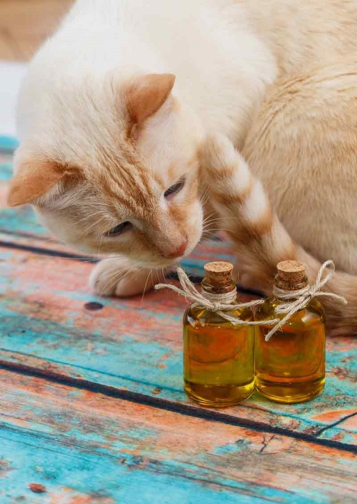 Cat Licked Tea Tree Oil 1