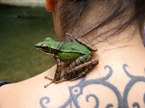 What Does It Mean When A Frog Visits You? 1