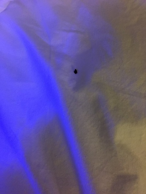 Bed Bugs With Black Light 3