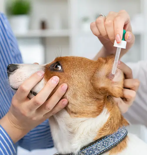 Oil For Dog Ears