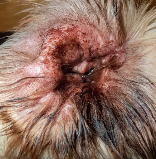 Ear Infection In Dogs