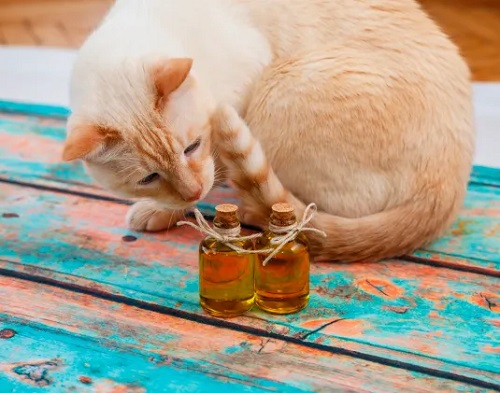 Is Tea Tree Oil Safe For Cats?