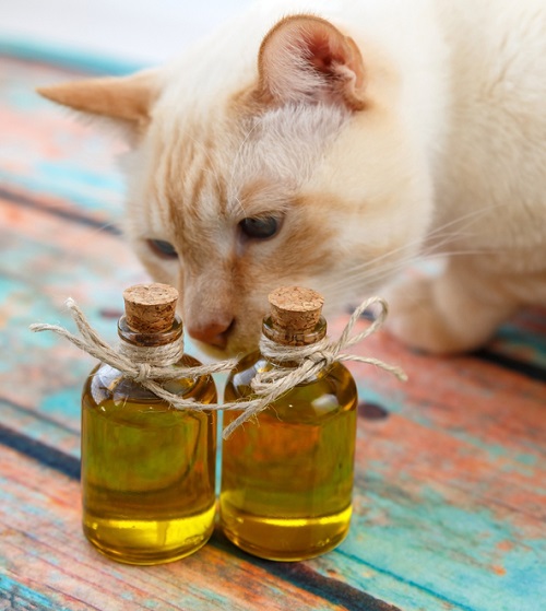 Olive Oil For Cats