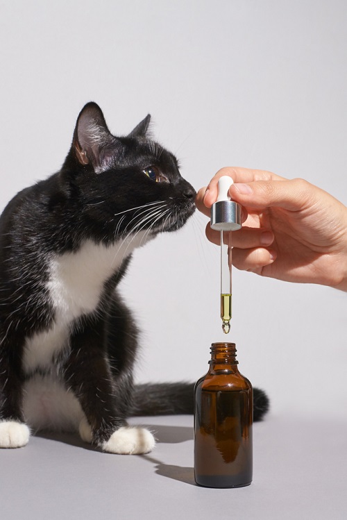 Oils For Cats