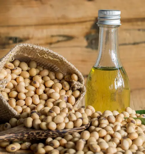 Seed Oils?