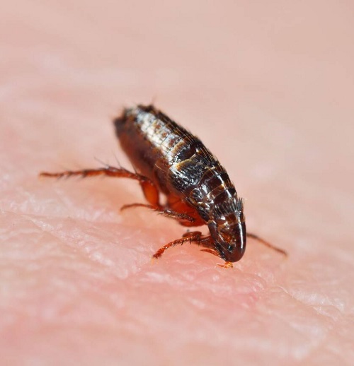 DOES TEA TREE OIL KILL FLEAS