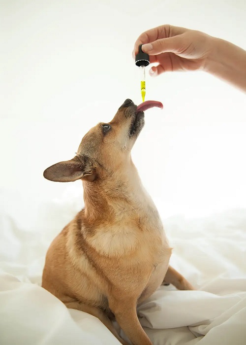 How Much Peppermint Oil is Toxic For Dogs?