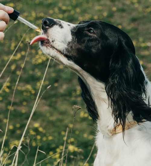 Is Peppermint Oil Safe for Dogs?