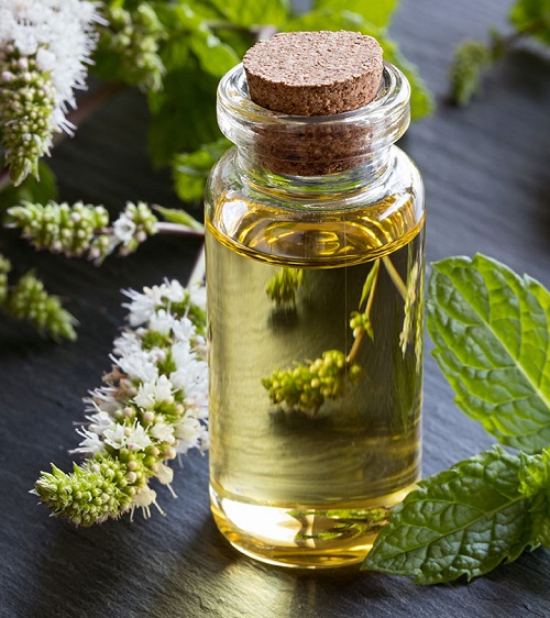 Is Peppermint Oil Safe For Dogs