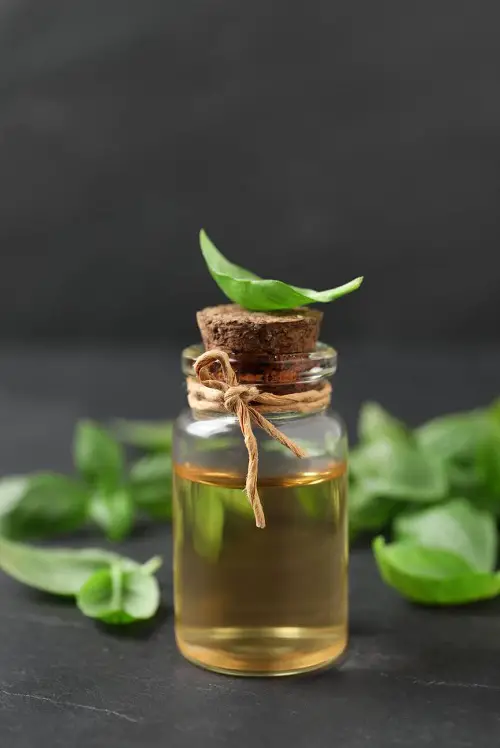 Sweet Basil Essential Oil 1
