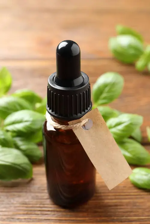 Using Sweet Basil Essential Oil