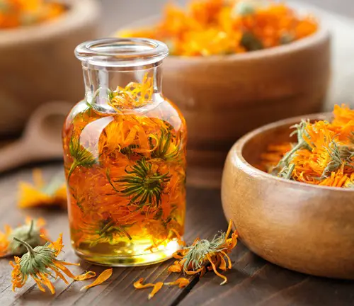 Calendula Extract Cuticle Oil