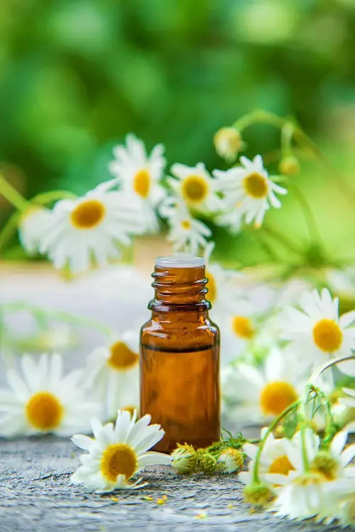 Chamomile Oil