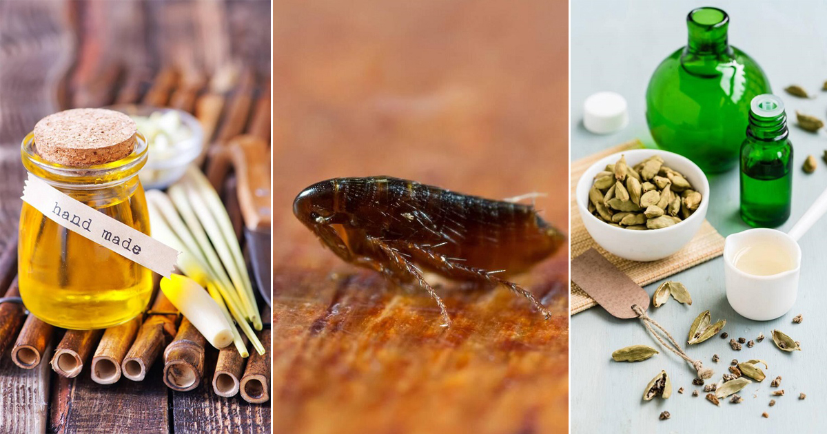 Essential Oils To Help With Fleas | 10 Essential Oils - Castor Oil Guide - Flea Control Using Lemongrass Essential Oil