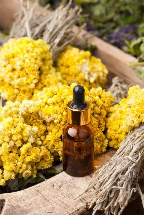 Everything You Need To Know About Helichrysum Essential Oil 1