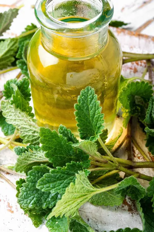 Lemon Balm Essential Oil