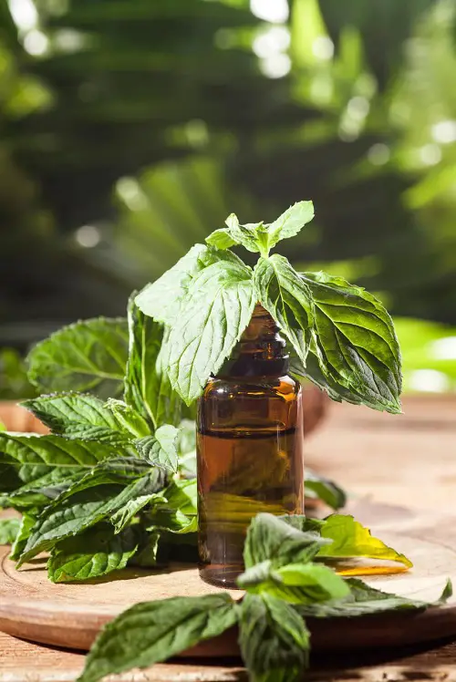 Using Essential Oils For Hair