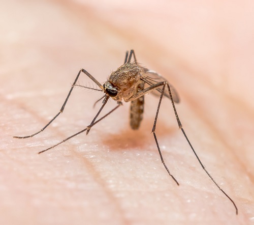 Fighting malaria