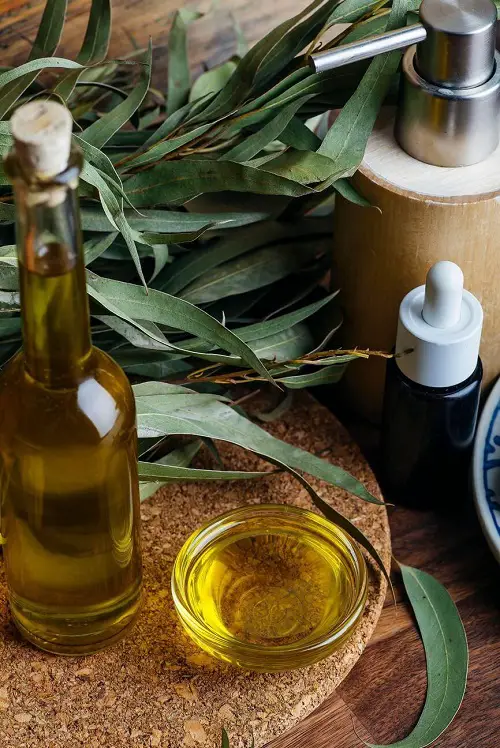 Eucalyptus Essential Oil