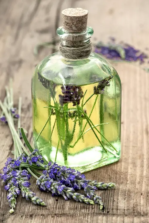 Lavender Oil Health Benefits 2