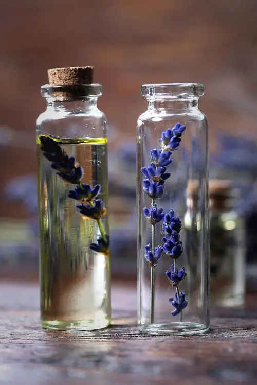 Lavender Oil Health Benefits 3