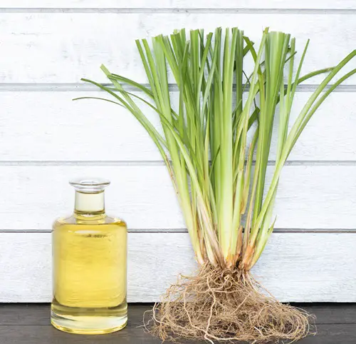 Vetiver Essential Oil Benefits and Uses