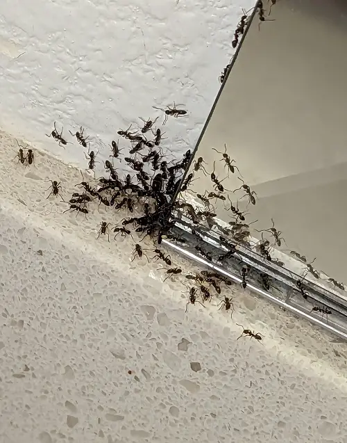 How To Get Rid Of Ants With Essential Oils 1