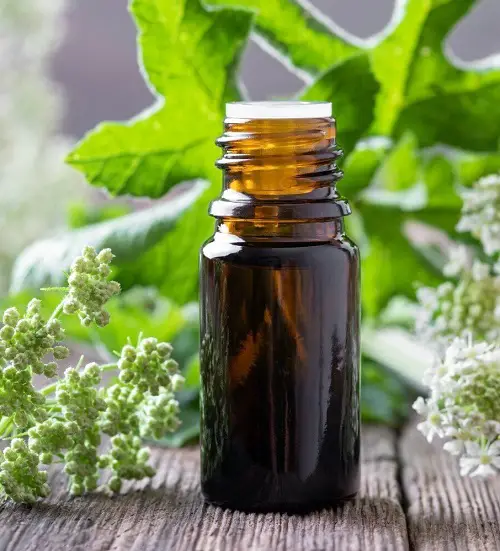 Angelica Root Essential Oil Uses and Benefits