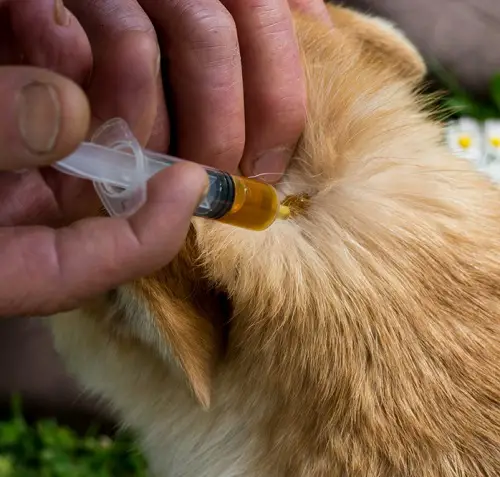 apply Oil for Dog skin