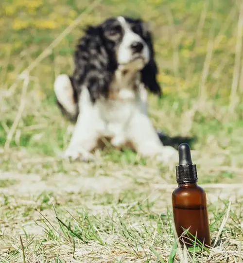 Oil on Dog's Skin
