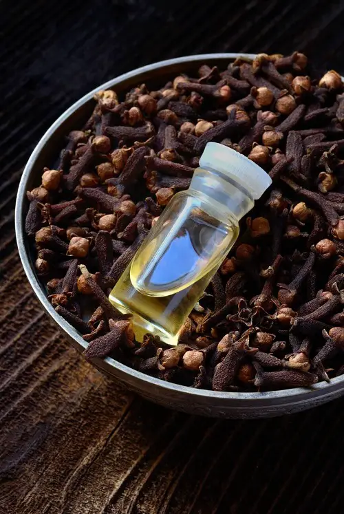 Clove essential oil