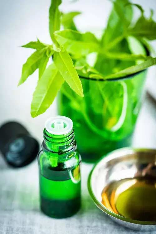 Lemon Verbena oil