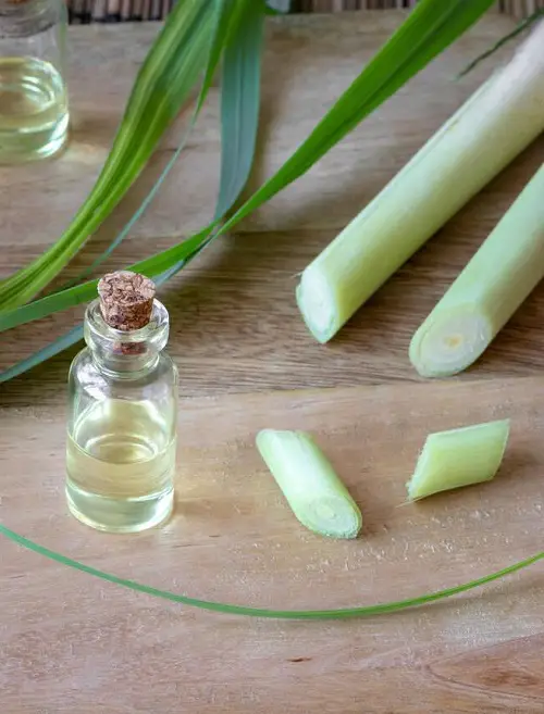 Essential Oils For Gastritis 2