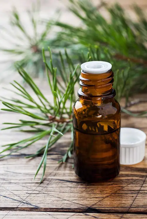 Pine Essential Oil Benefits, Uses and Recipes 1