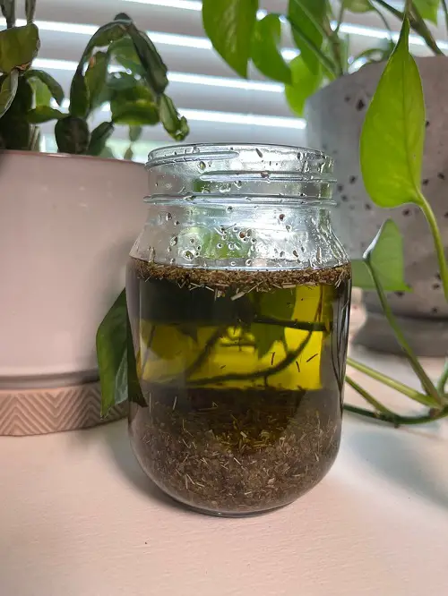 How to Make Oil of Oregano at Home