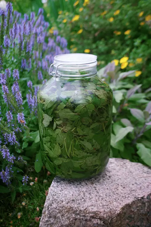 Making Mint Extract Without Alcohol