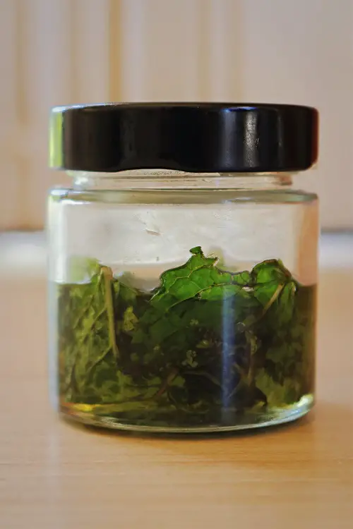 Homemade Infused Oil Recipes 4