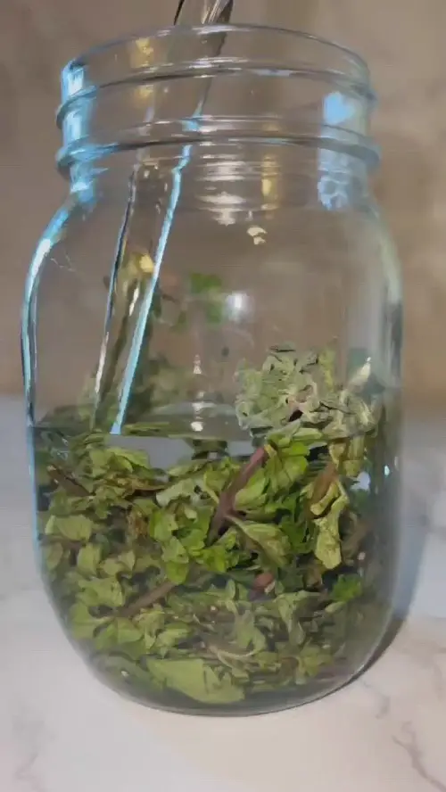 Oregano Essential Oil Vs Oil of Oregano