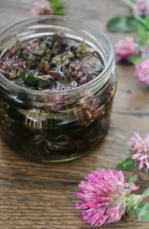 Red clover oil