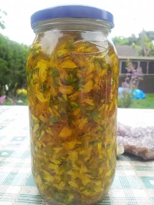 St. John's wort oil